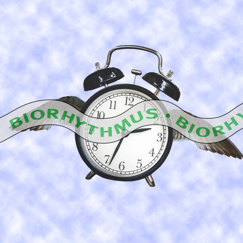 Biorhythmus